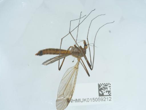 Tipula (Lunatipula) fascipennis Meigen, 1818 - 015059212_1