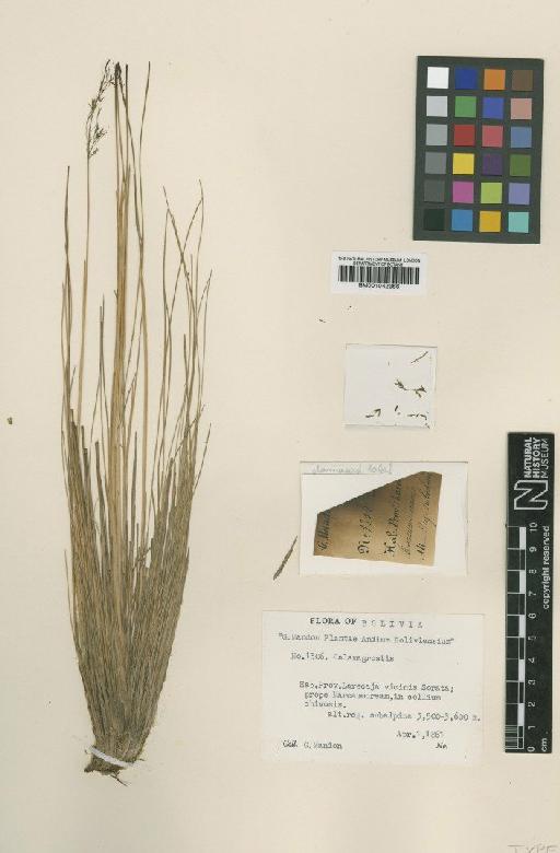 Calamagrostis filifolia Merr. - BM001042366