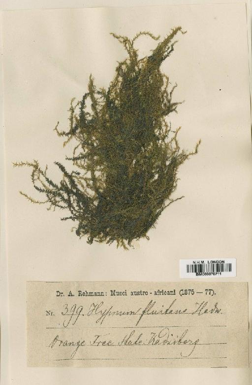 Leptodictyum riparium (Hedw.) Warnst. - BM000878711