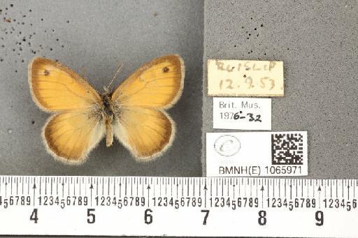 Coenonympha pamphilus (Linnaeus, 1758) - BMNHE_1065971_27231