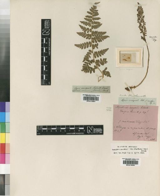 Dryopteris dracomontana Schelpe & N.C. Anthony - BM000785505