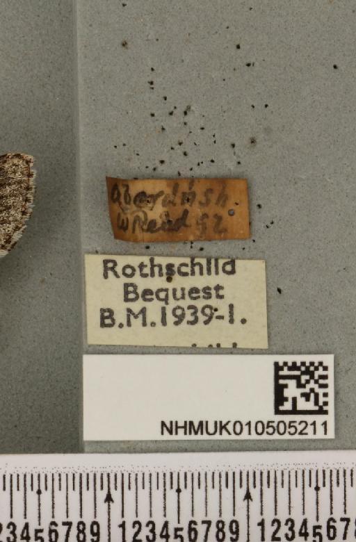 Acronicta cinerea ab. fasciata Hannemann, 1916 - NHMUK_010505211_label_562908