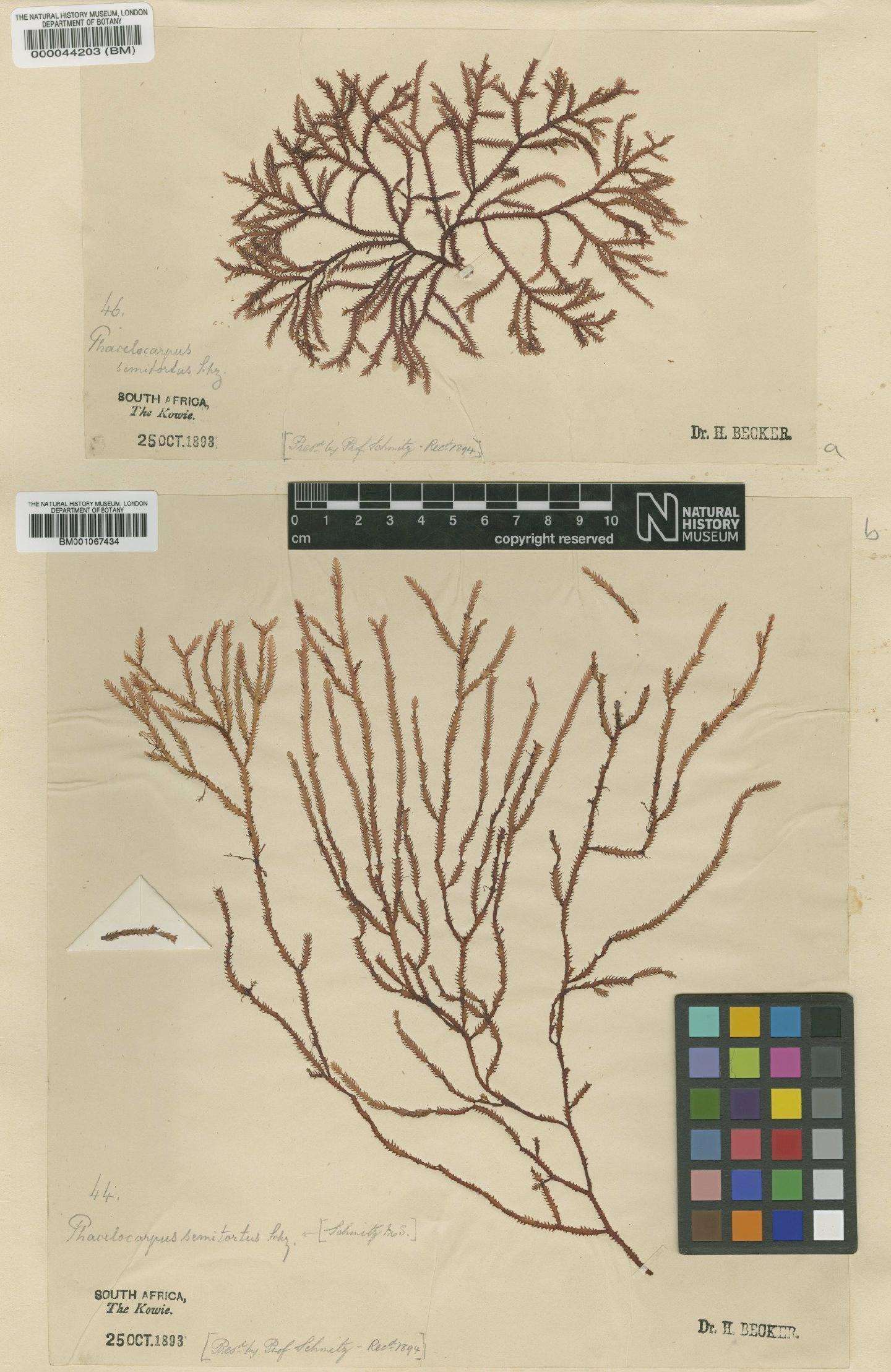 To NHMUK collection (Phacelocarpus tortuosus Endl. & Diesing; Syntype; NHMUK:ecatalogue:2288262)