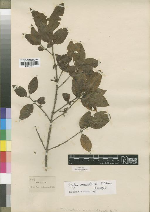 Tricalysia acocantheroides Schum - BM000903140
