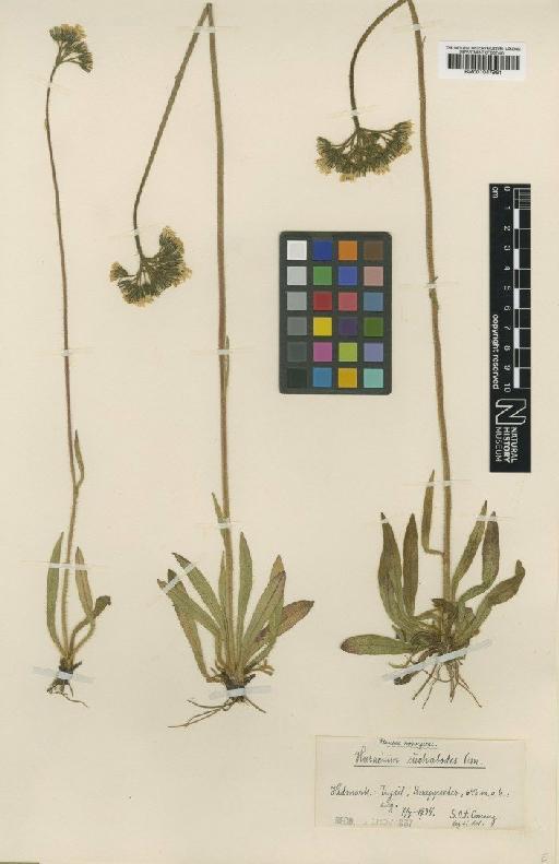 Hieracium euchatodes Omang - BM001047961