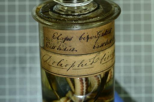 Calliophis bivirgatus Boie, 1827 - Image of specimen 2018.2563