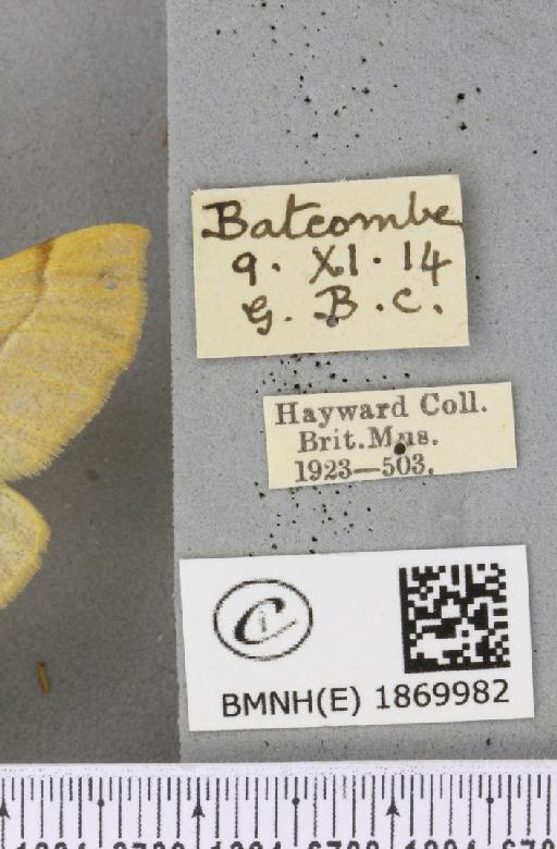 Colotois pennaria (Linnaeus, 1761) - BMNHE_1869982_label_454895