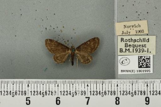 Pasiphila rectangulata ab. nigrosericeata Haworth, 1809 - BMNHE_1801995_378050