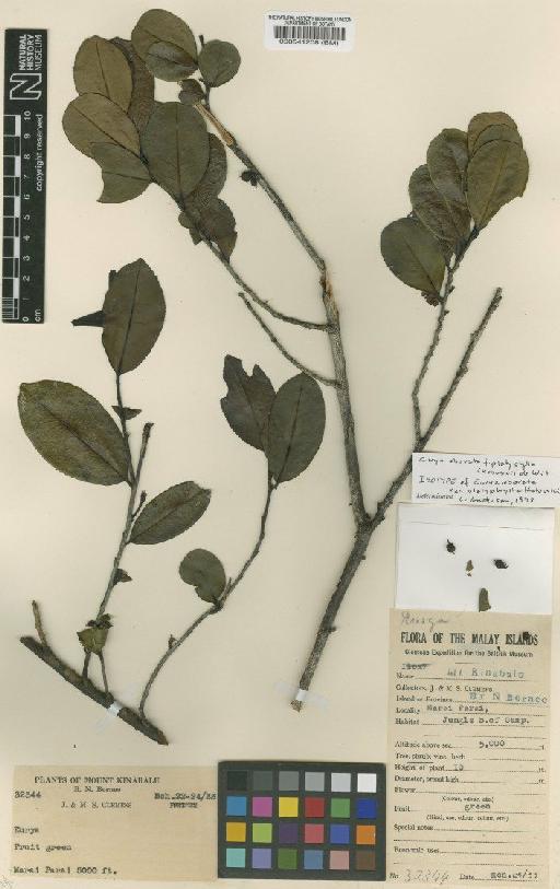 Eurya obovata f. platyphylla (Kobuski) De Wit - BM000541208