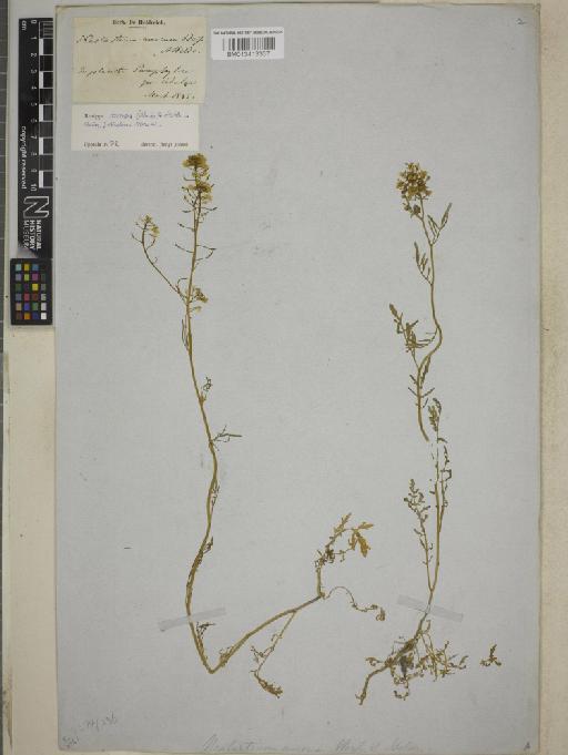 Rorippa aurea (Boiss. & Heldr.) Hub.-Mor. - BM013413367