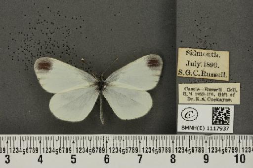 Leptidea sinapis sinapis Linnaeus, 1758 - BMNHE_1117937_73110