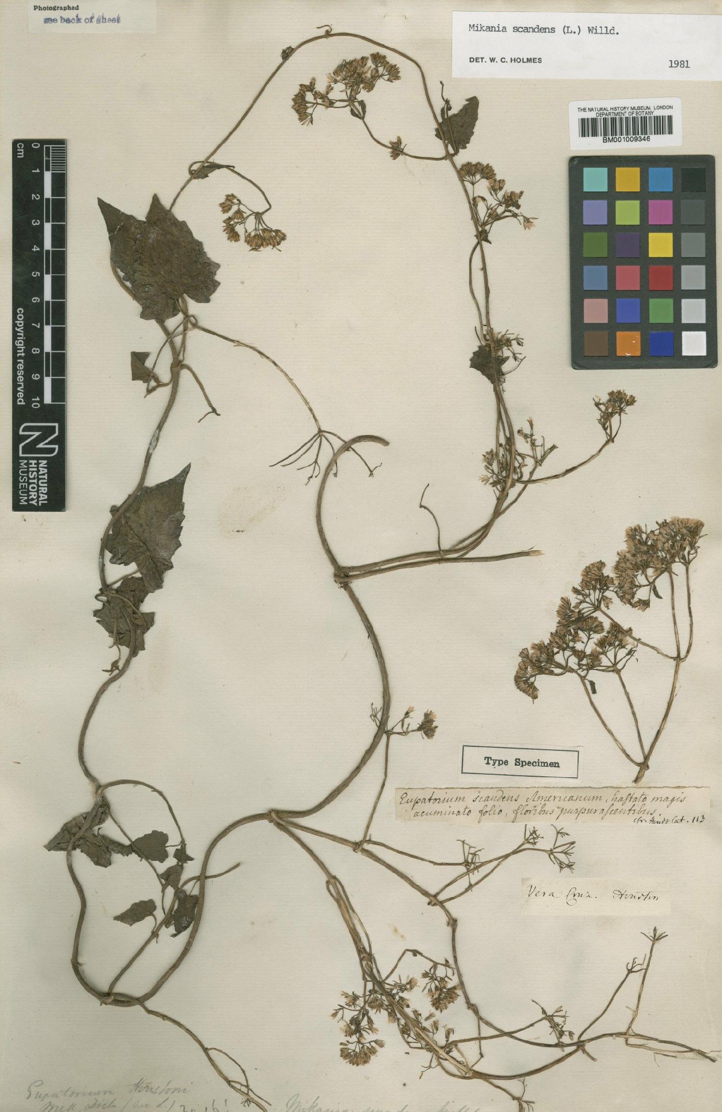 To NHMUK collection (Mikania scandens (L.) Willd.; TYPE; NHMUK:ecatalogue:573989)