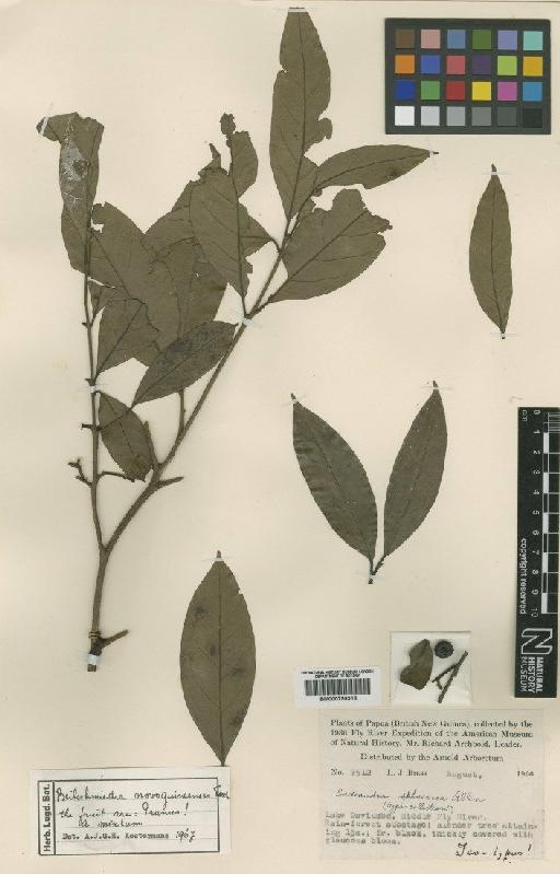 Beilschmiedia novoguineensis Teschner - BM000799318