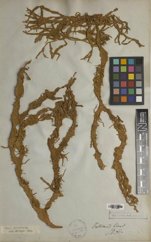 Ramalina terebrata Hook.f. & Taylor - BM001106948