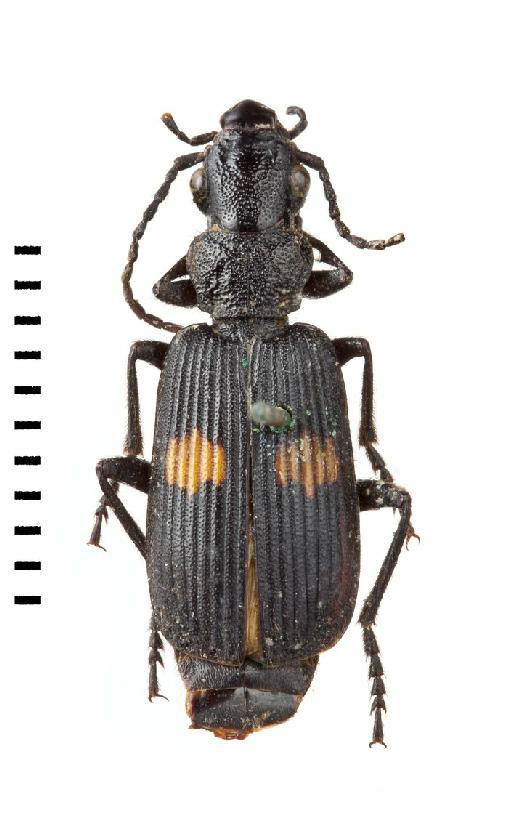 Macrocheilus niger Andrewes, 1920 - BMNH#989604_Macrocheilus_niger_3