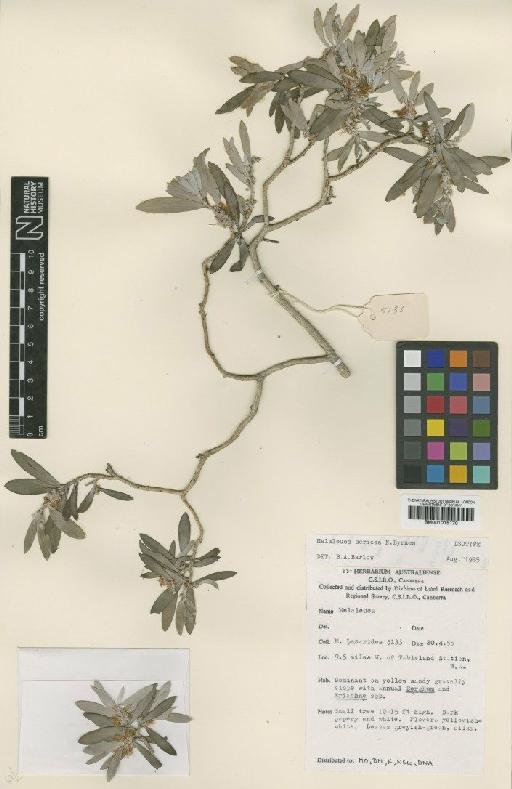Melaleuca sericea Byrnes - BM001015170