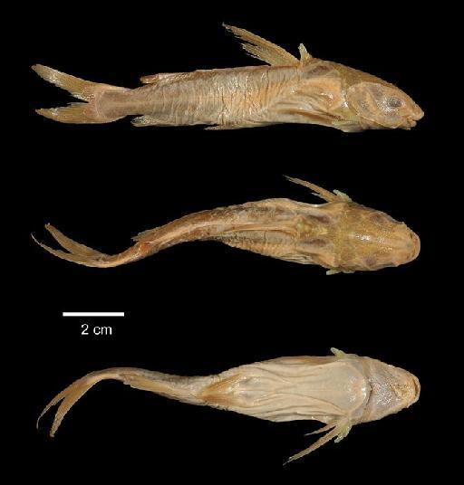 Arius microcephalus Bleeker, 1855 - 1863.12.11.149; Arius microcephalus; type; ACSI Project image