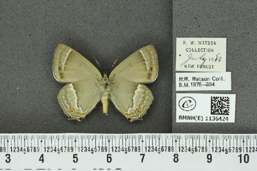 Neozephyrus quercus ab. latefasciata Courvoisier, 1903 - BMNHE_1136424_94264