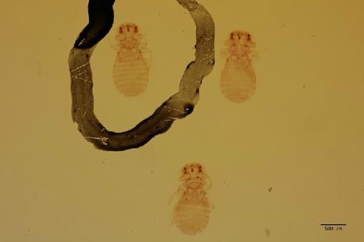Kelerimenopon longipes Piaget, 1880 - 010711371_specimen