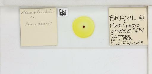Crescentaleyrodes fumipennis Hempel, 1899 - 013480243_117713_1091775_157792_NonType