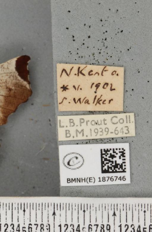 Selenia tetralunaria ab. obscura Lempke, 1951 - BMNHE_1876746_label_449094