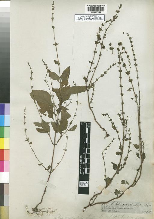 Salvia occidentalis Sw. - Spruce - BM000777436