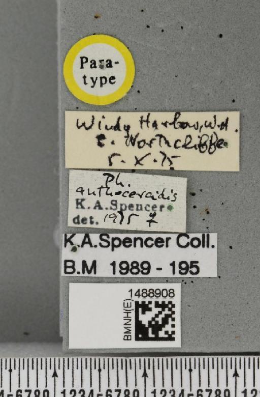 Phytomyza anthocercidis Spencer, 1977 - BMNHE_1488908_label_53267