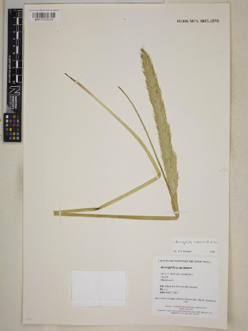 Ammophila arenaria (L.) Link - BM013722204