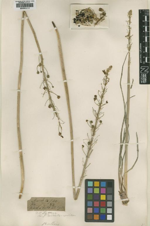 Bulbine Wolf - BM000810141