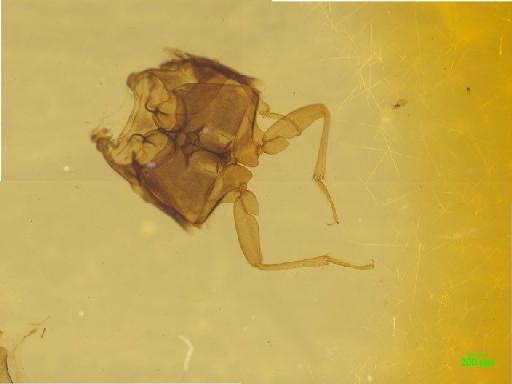 Omaliinae MacLeay, W. S., 1825 - 010189161___1