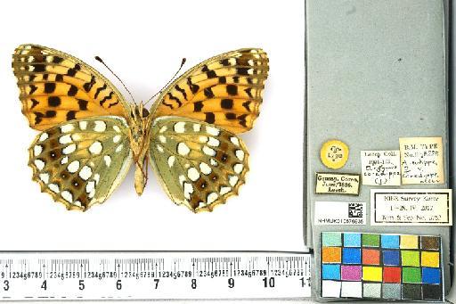 Fabriciana niobe niobe (Linnaeus, 1758) - NHMUK010576935_Argynnis_niobe_(Linnaeus)_Cotype_ventral