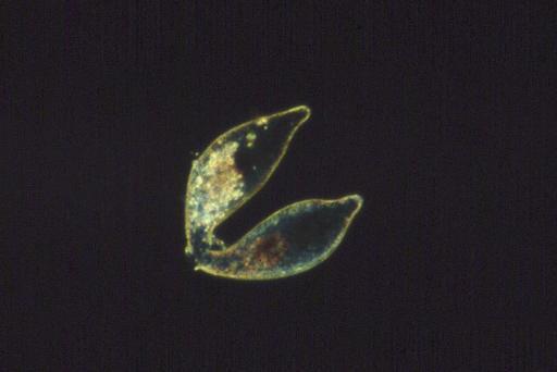 Cyphoderia trochus higher taxon Amoebae Penard - 1904-5-9-63.jpg