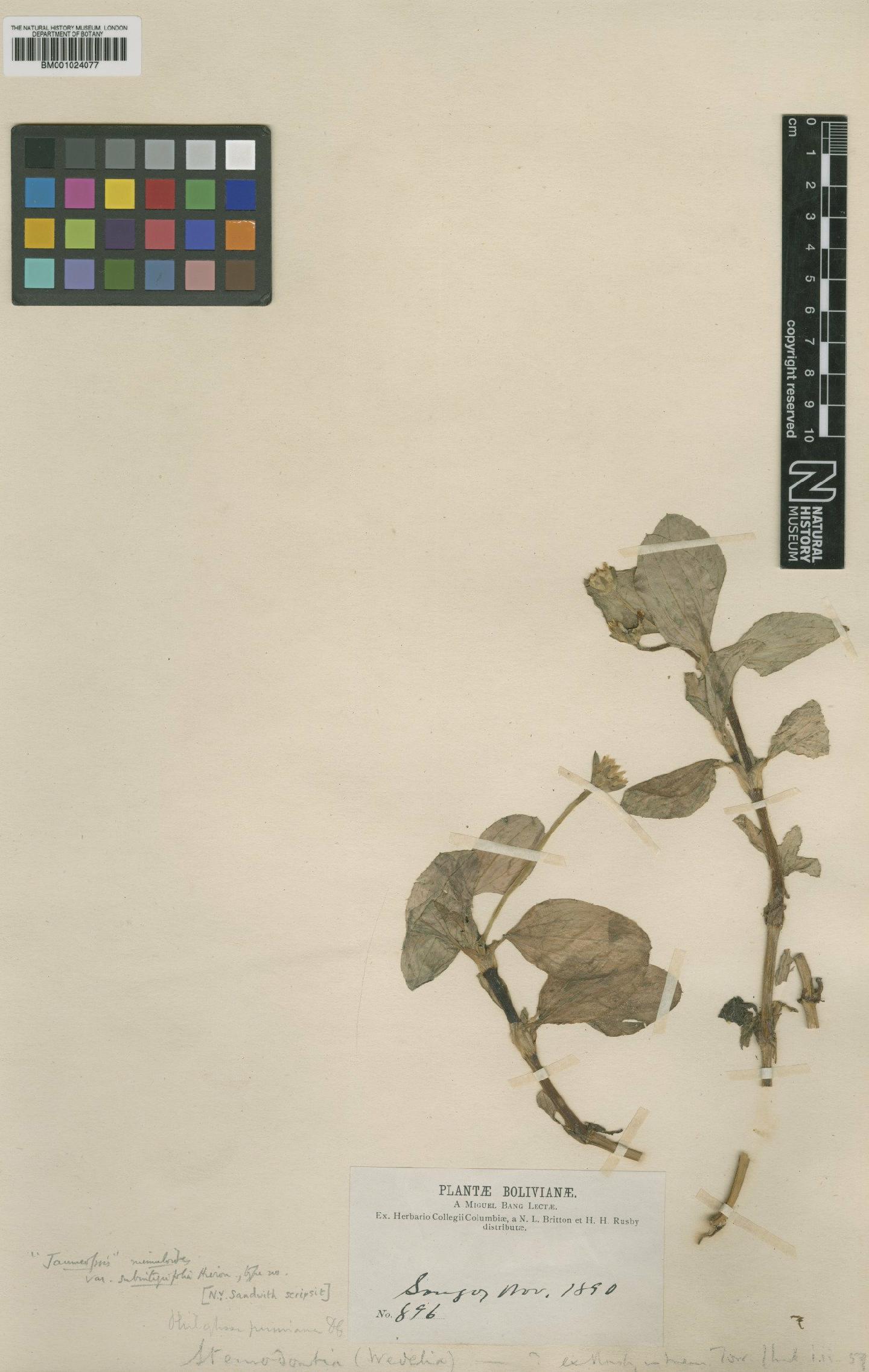 To NHMUK collection (Philoglossa peruviana DC.; Type; NHMUK:ecatalogue:622519)