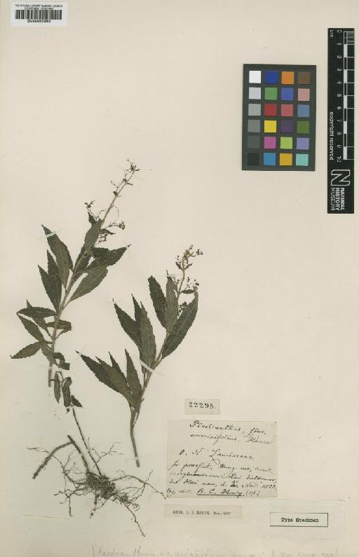 Isodon walkeri (Arn.) H.Hara - BM000950292