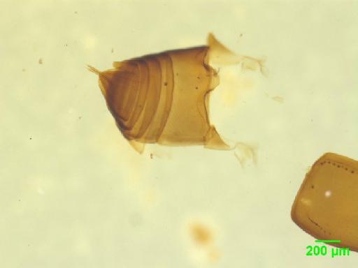 Scaphidiinae Latreille, 1806 - 010189448___3