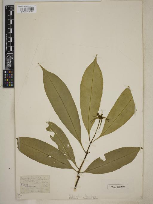 Carapichea ligularis (Rudge) Delprete - BM013730988