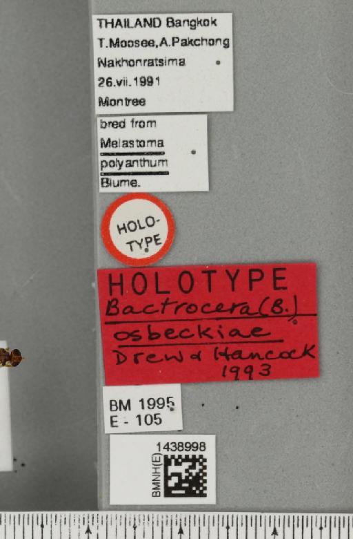 Bactrocera (Bactrocera) osbeckiae Drew & Hancock, 1994 - BMNHE_1438998_label_33220