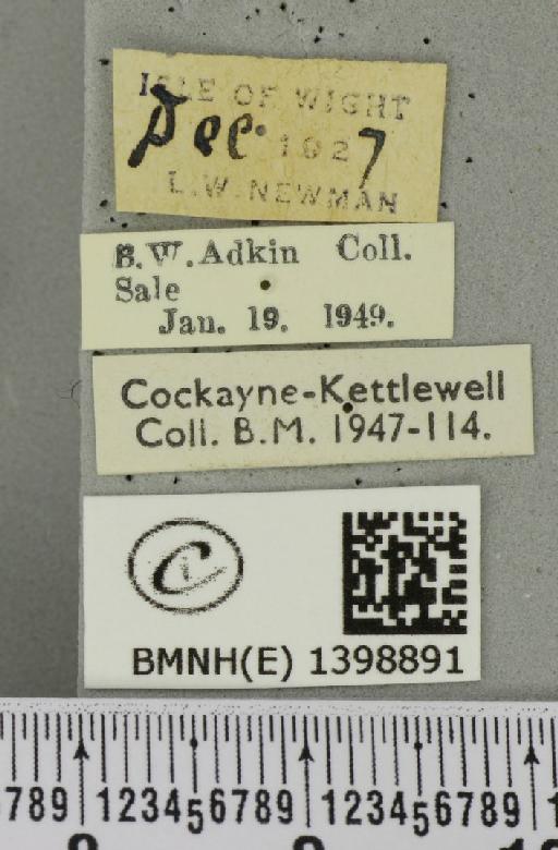 Poecilocampa populi (Linnaeus, 1758) - BMNHE_1398891_label_189171