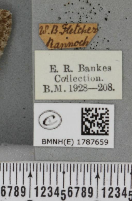 Epirrita filigrammaria ab. polata Westwood, 1845 - BMNHE_1787659_label_361534