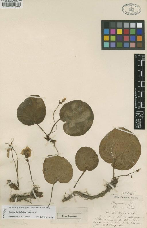 Begonia leprosa Hance - BM000017332