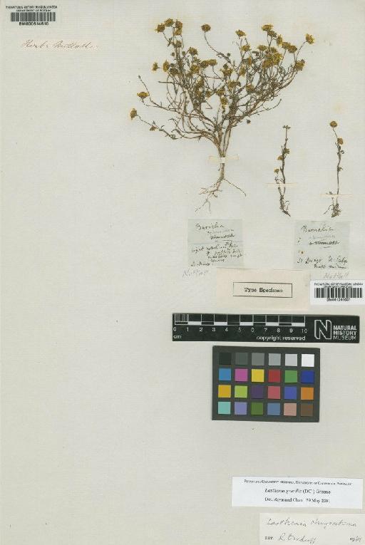Lasthenia gracilis (DC.) Greene - BM000614610