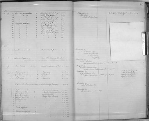 Batis diops Jackson, 1905 - Zoology Accessions Register: Aves (Skins): 1904 - 1905: page 45