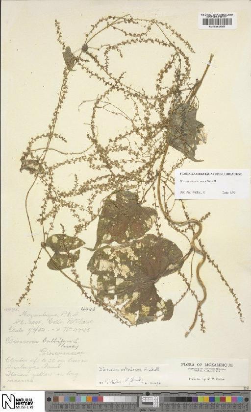 Dioscorea asteriscus Burkill - BM000833053