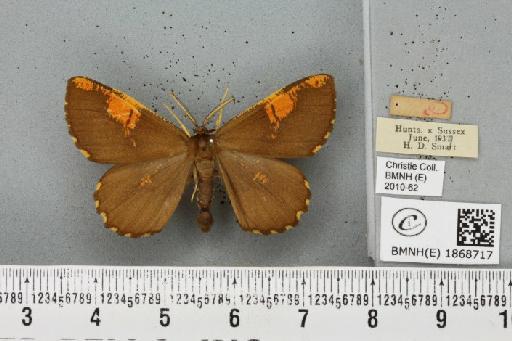 Angerona prunaria (Linnaeus, 1758) - BMNHE_1868717_441191