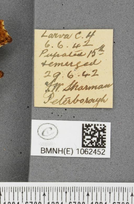 Polygonia c-album ab. nubilata Lempke, 1956 - BMNHE_1062452_label_23318