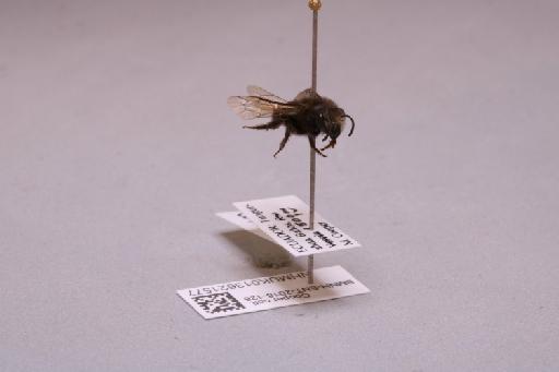 Colletes Latreille, 1802 - 013621577_additional_4