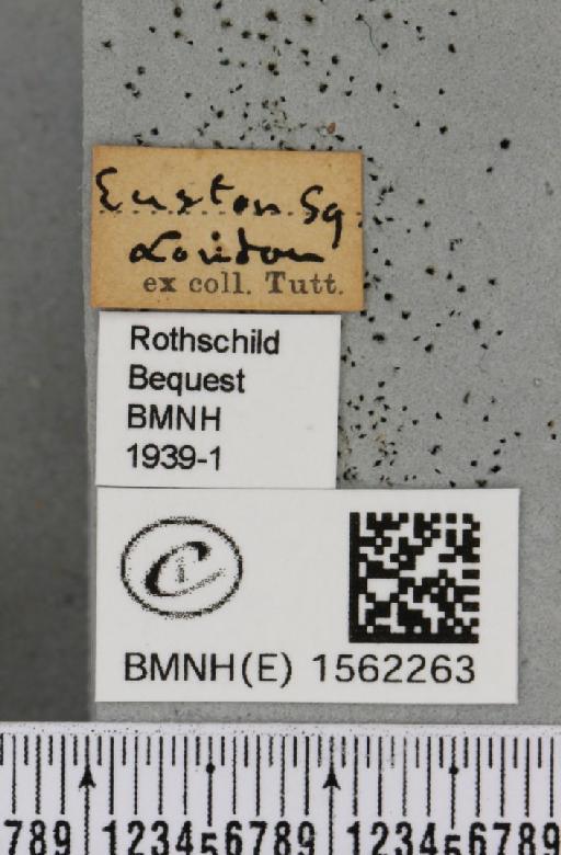 Orgyia antiqua (Linnaeus, 1758) - BMNHE_1562263_label_256898