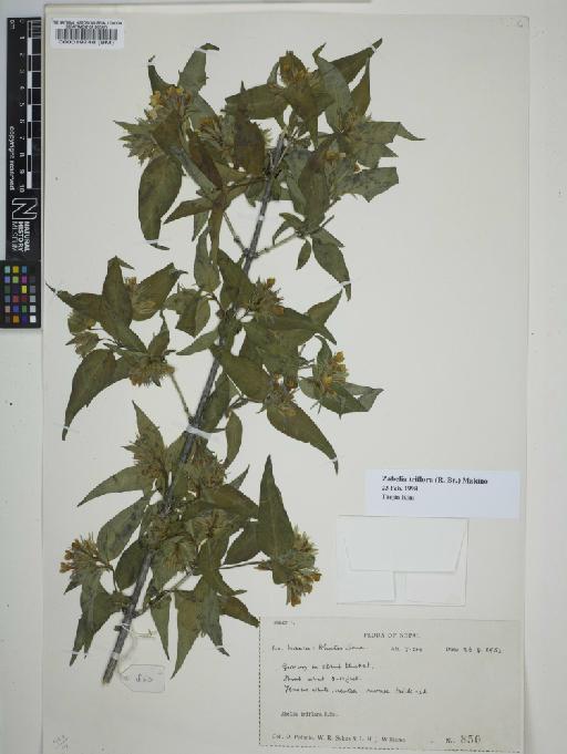 Abelia triflora R.Br. - 000019748
