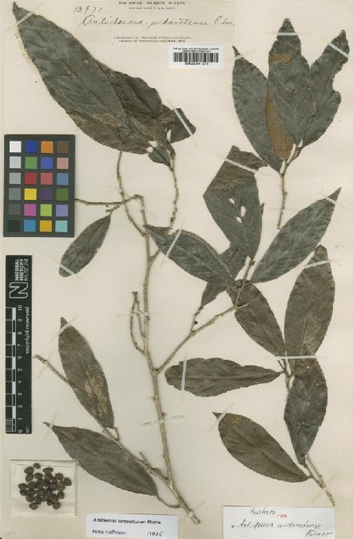 Antidesma tomentosum Blume - BM000951373