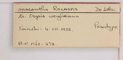 Rolaspis anacantha De Lotto, 1956 - 010714432_additional